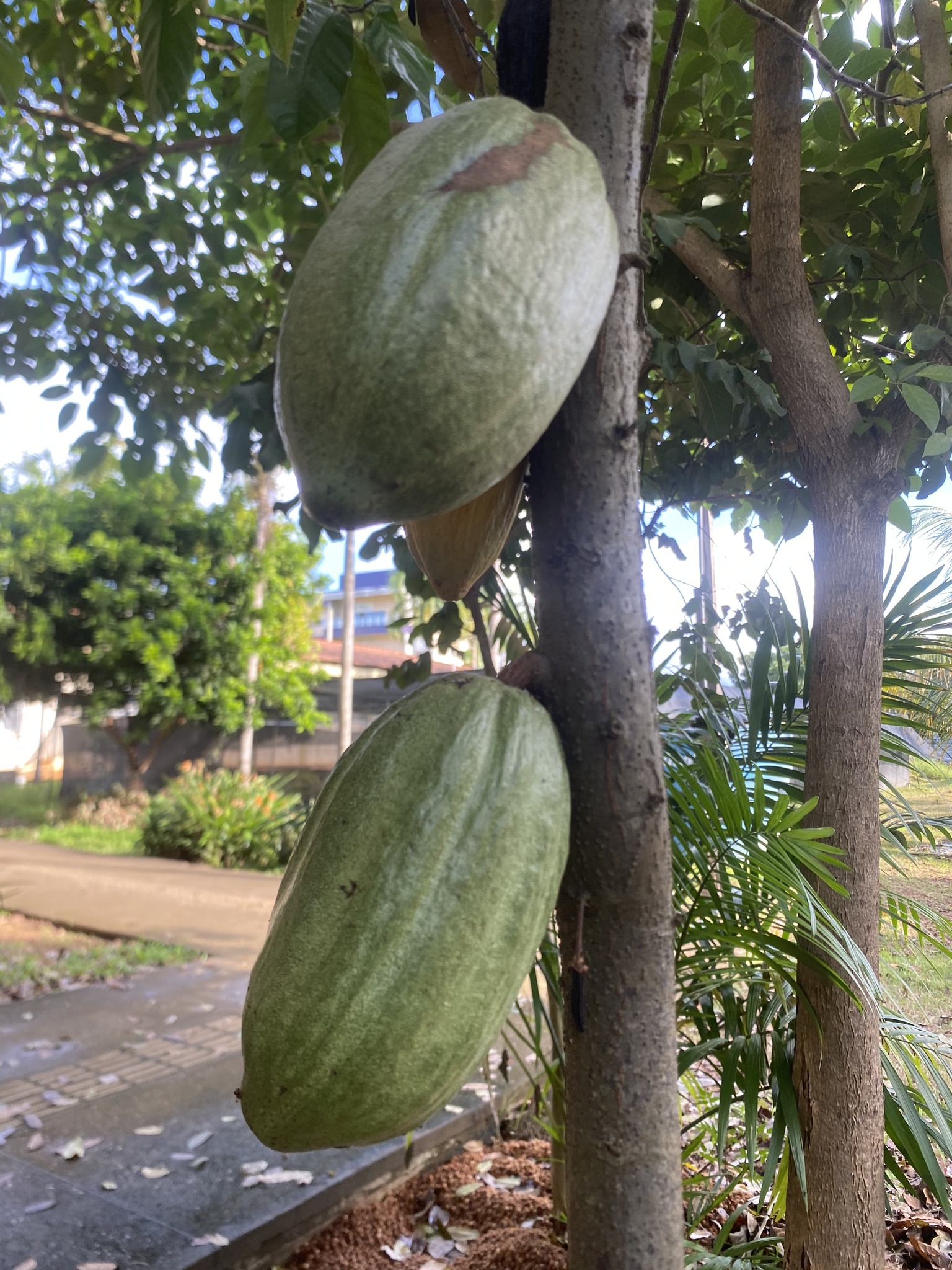 Theobroma cacao