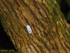 Pyrops watanabei