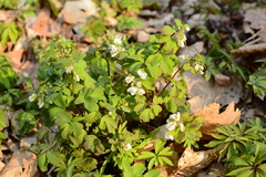 Isopyrum thalictroides