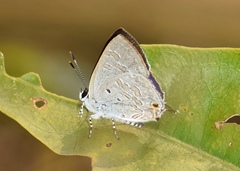 Sinthusa chandrana