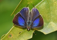 Sinthusa chandrana
