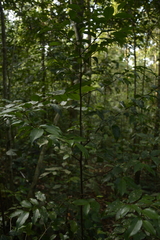 Orophea thomsonii