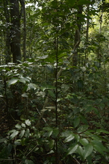 Orophea thomsonii