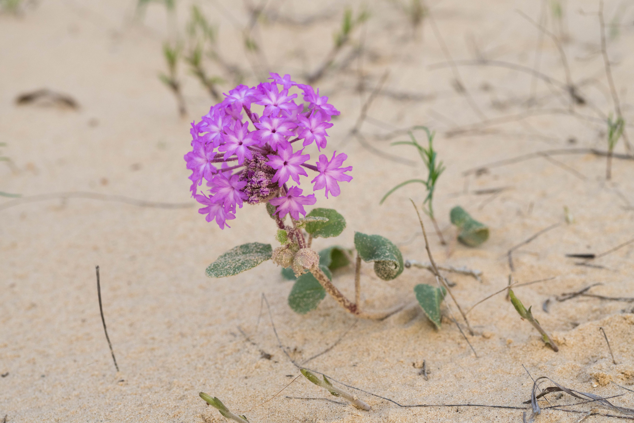Abronia macrocarpa