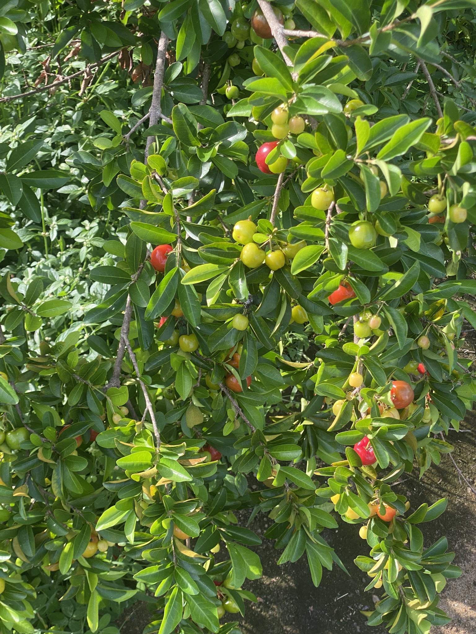 Malpighia emarginata