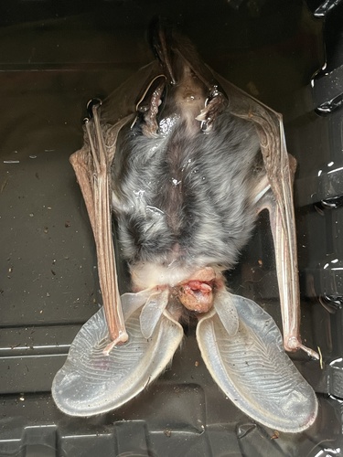 Spotted Bat photographed in Colorado