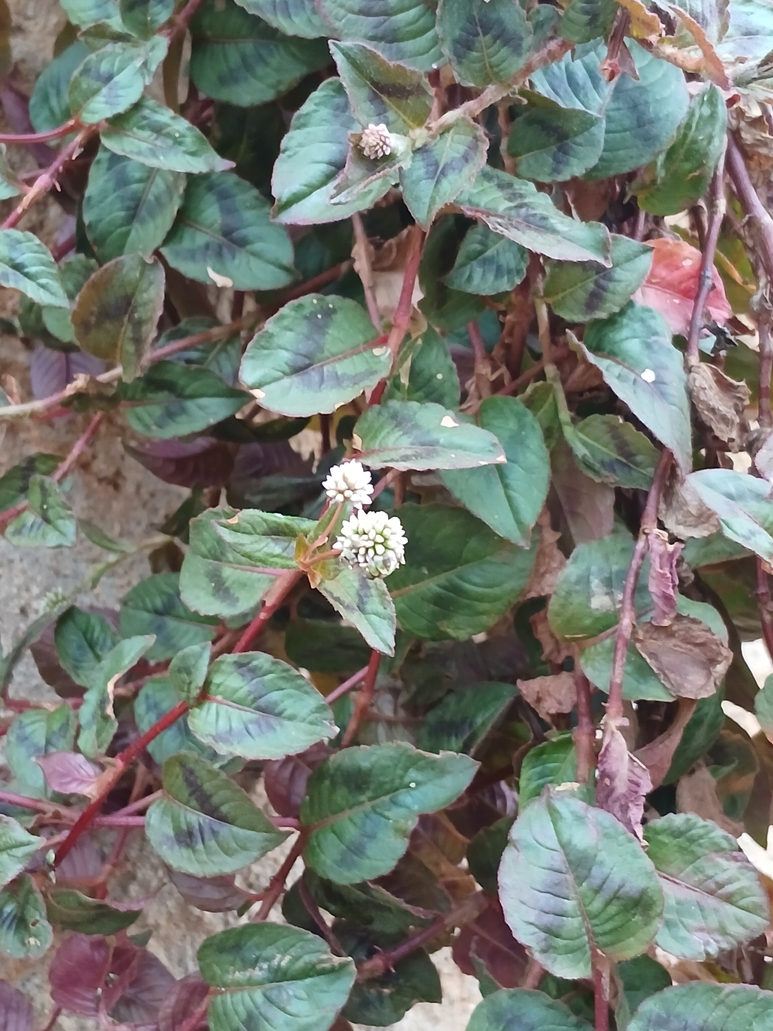 Persicaria capitata
