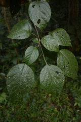 Croton malabaricus