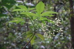 Sambucus australasica