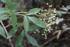 Sambucus australasica