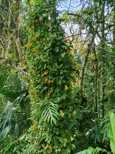 Black-eyed Susan vine