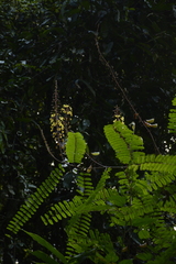 Hultholia mimosoides