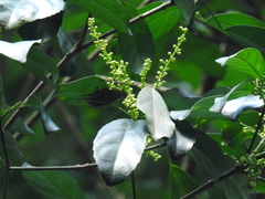 Cleidion spiciflorum