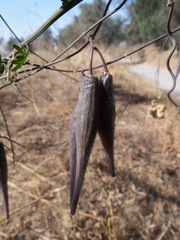 Funastrum