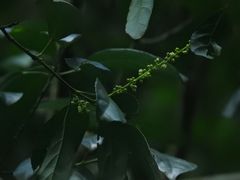 Cleidion spiciflorum