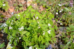 Isopyrum thalictroides