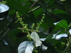 Cleidion spiciflorum