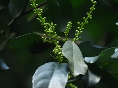 Cleidion spiciflorum