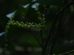 Cleidion spiciflorum