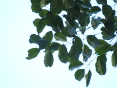 Syzygium densiflorum