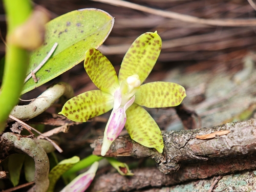 Subparishii Orchid