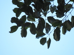 Syzygium densiflorum
