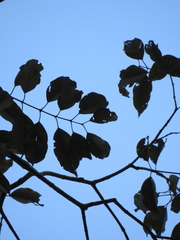 Syzygium densiflorum