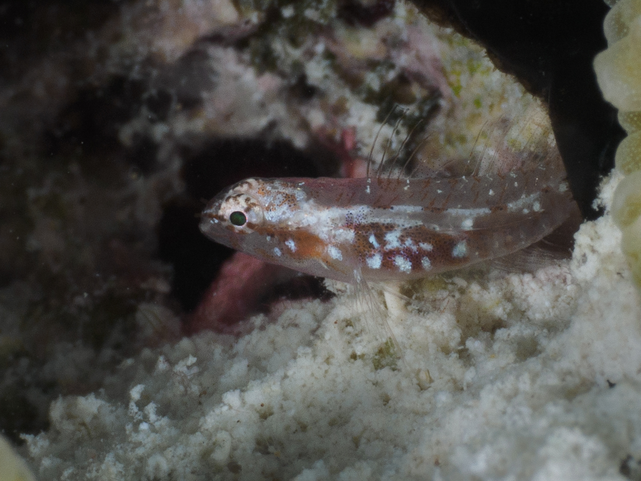 Infulata Pygmy Goby photo 6