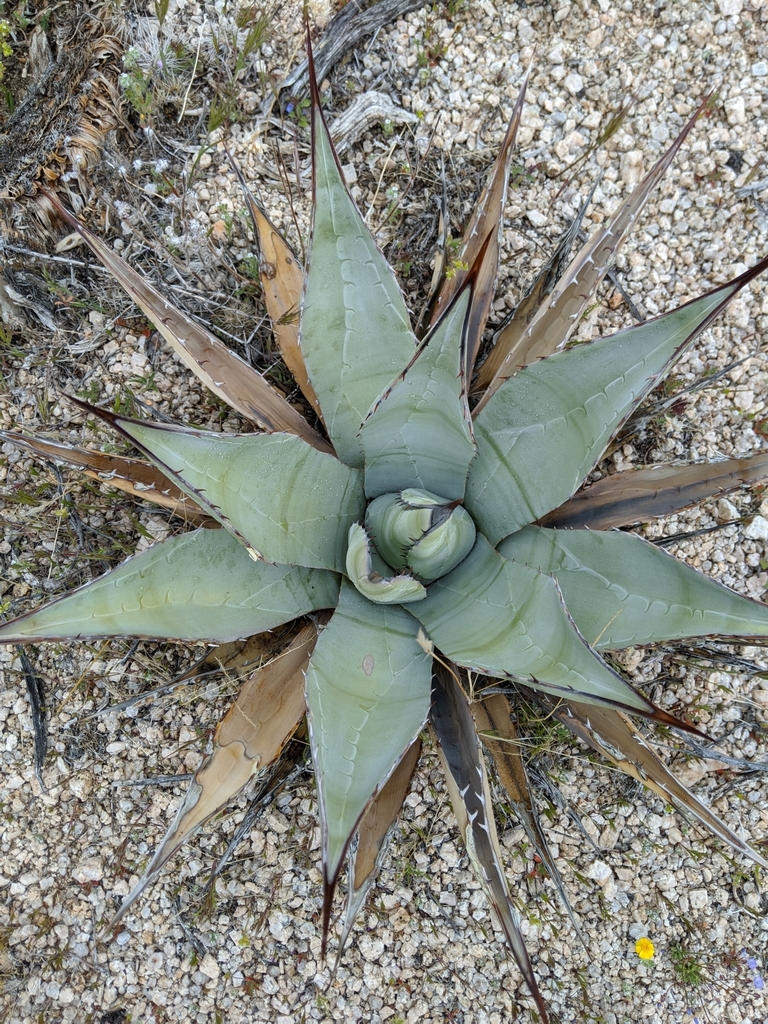 Agave simplex, San Bernardino County, CA, USA