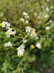Crambe hispanica