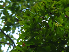 Syzygium lanceolatum