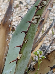 Agave simplex