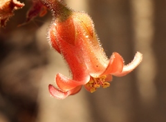 Cotyledon tomentosa