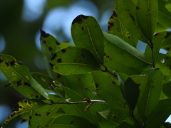 Syzygium lanceolatum