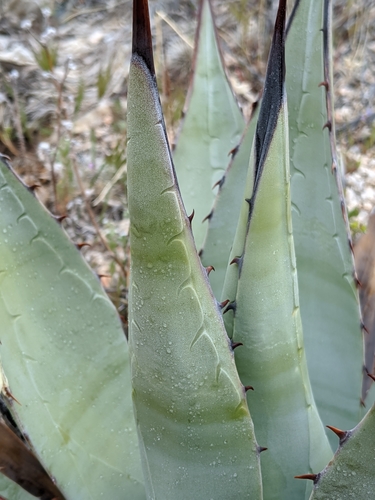 Agave simplex