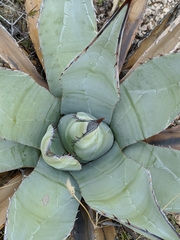 Agave simplex