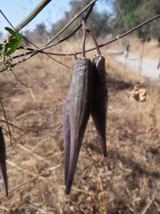 Funastrum