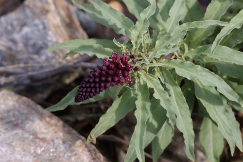 Dark Purple Loosestrife