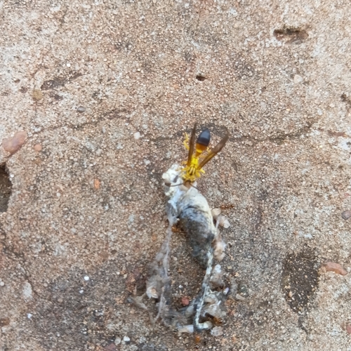 Agelaia pallipes