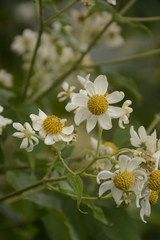 Montanoa grandiflora