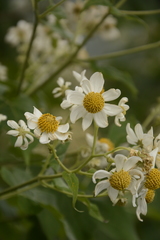 Montanoa grandiflora
