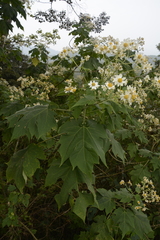 Montanoa grandiflora