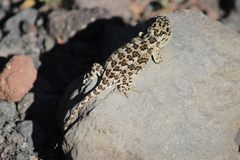 Six-Banded Patagonian Lizard photo 4