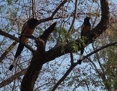 Dendrocitta vagabunda