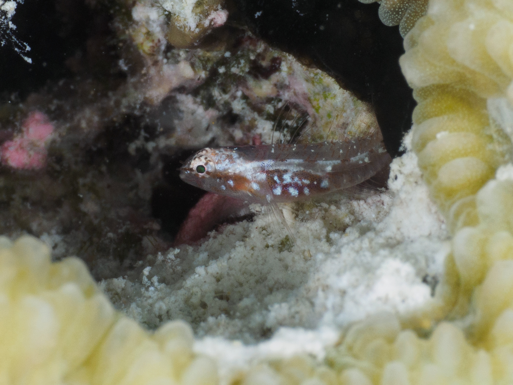 Infulata Pygmy Goby photo 7
