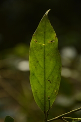Gomphandra coriacea