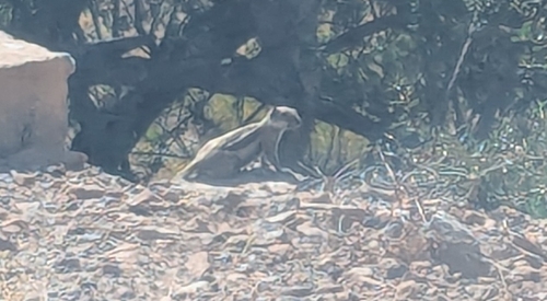 Barbary Ground Squirrel