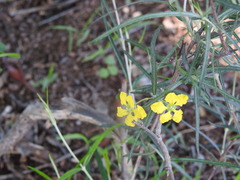 Cottsia linearis