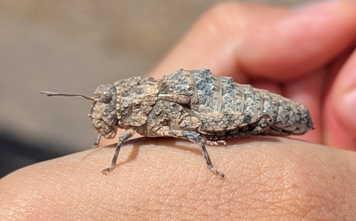 Glauia durieui