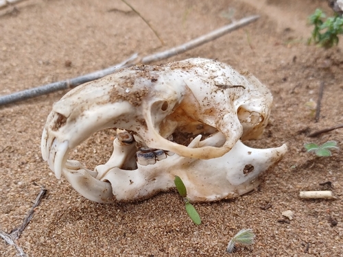 Cape Dune Mole-rat (Bathyergus suillus)